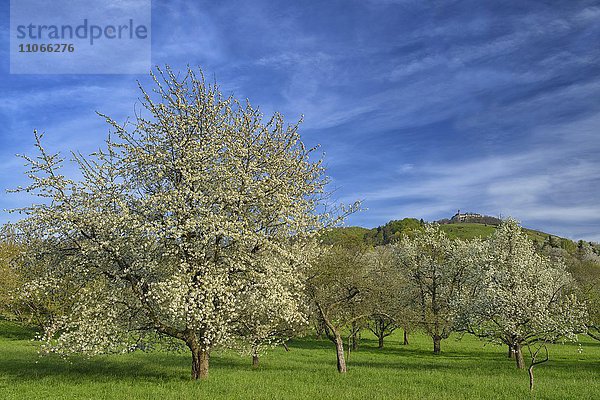 Blühende Obstbäume  hinten Burg Teck  Biosphärengebiet Schwäbische Alb  Baden-Württemberg  Deutschland  Europa