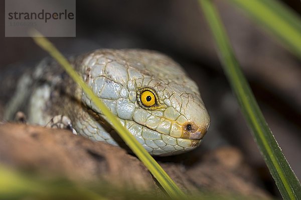 Salomonen Wickelschwanzskink (Corucia zebrata alfred schmidti)  captive  Portrait  Deutschland  Europa