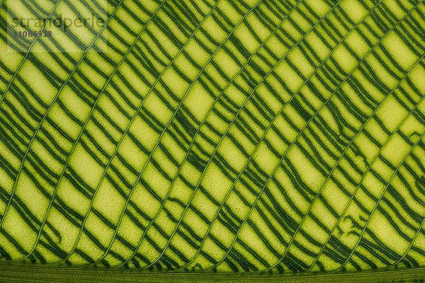 Korbmaranthe (Calathea musaica)  Blattstruktur