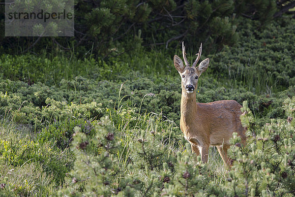 Rehbock (Capreolus capreolus)  im Habitat  Stubaital  Tirol  Österreich  Europa