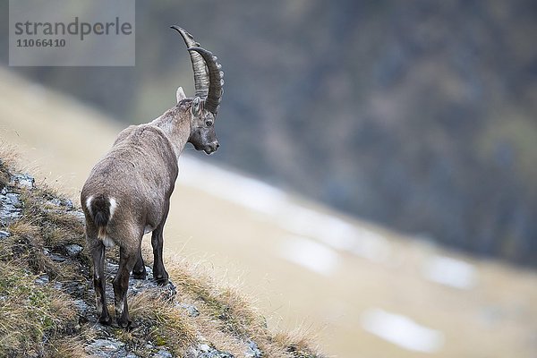 Alpensteinbock (Capra ibex)  Stubaital  Tirol  Österreich  Europa