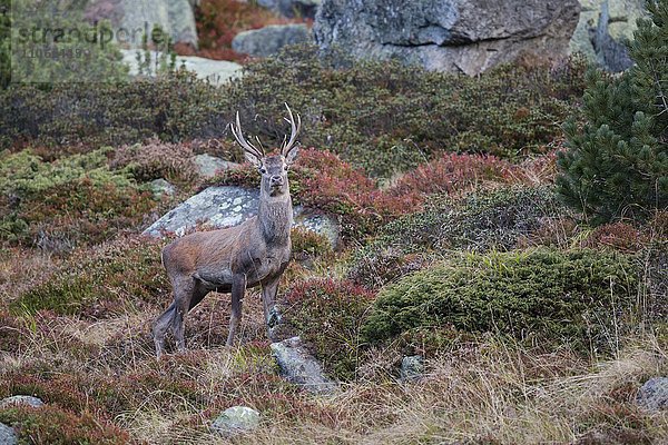 Rothirsch (Cervus elaphus) in Herbstlandschaft  Stubaital  Tirol  Österreich  Europa