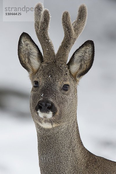 Rehbock (Capreolus capreolus) im Bast  im Winterfell  Portrait  Stubaital  Tirol  Österreich  Europa