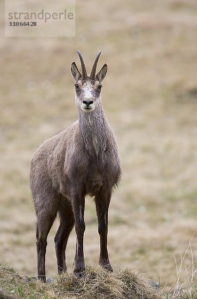 Gämse (Rupicapra rupicapra)  Stubaital  Tirol  Österreich  Europa