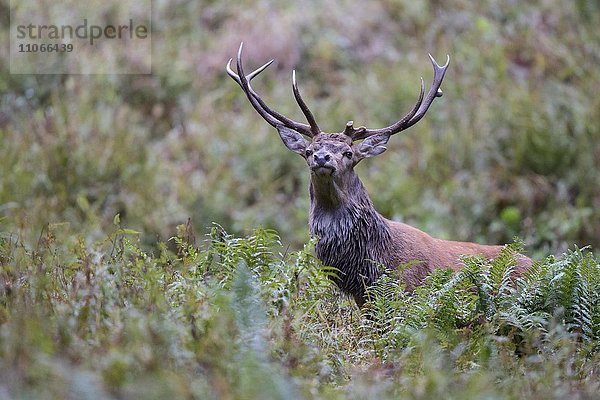 Rothirsch (Cervus elaphus) hinter Farn  Stubaital  Tirol  Österreich  Europa