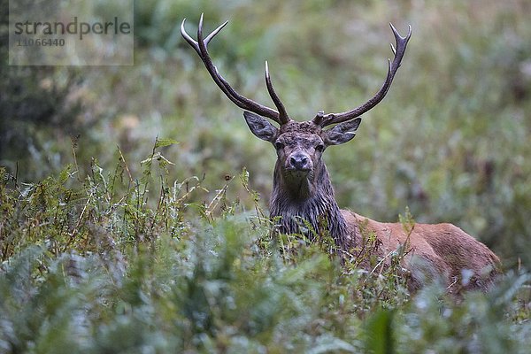 Rothirsch (Cervus elaphus) im hohen Gebüsch  Stubaital  Tirol  Österreich  Europa