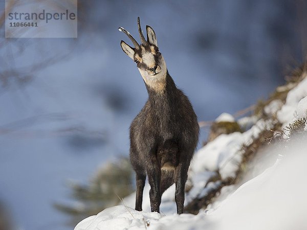 Gämse (Rupicapra rupicapra) im Schnee  Stubaital  Tirol  Österreich  Europa