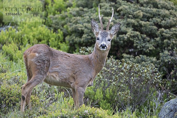 Rehbock (Capreolus capreolus)  im Habitat  Stubaital  Tirol  Österreich  Europa