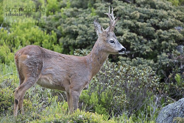 Rehbock (Capreolus capreolus)  im Habitat  Stubaital  Tirol  Österreich  Europa