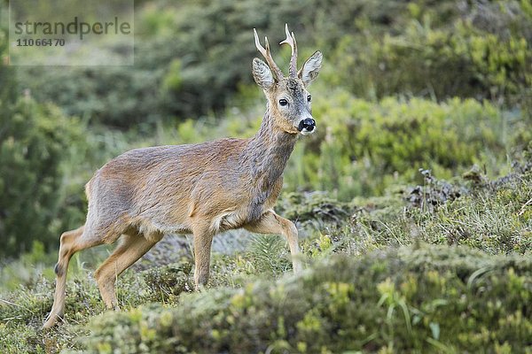 Rehbock (Capreolus capreolus)  im Habitat  Stubaital  Tirol  Österreich  Europa