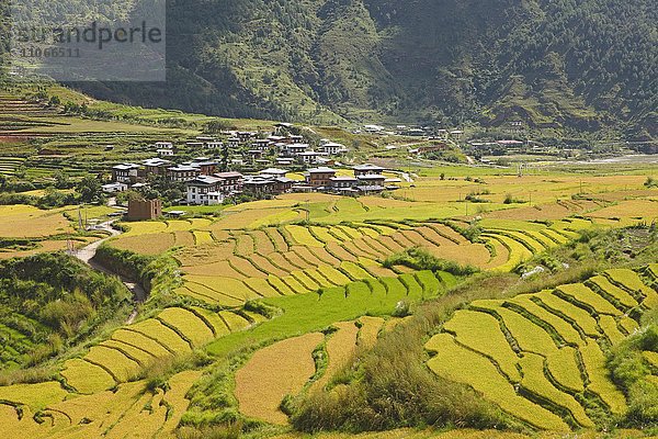 Ausblick auf Lobesa und Reisterrassenfelder  Punakha Distrikt  Königreich Bhutan