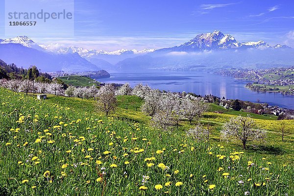 Blühende Kirschbäume bei Küssnacht mit Ausblick auf Vierwaldstättersee  hinten Berg Pilatus und Zentralschweizer Alpen  Kanton Schwyz  Schweiz  Europa