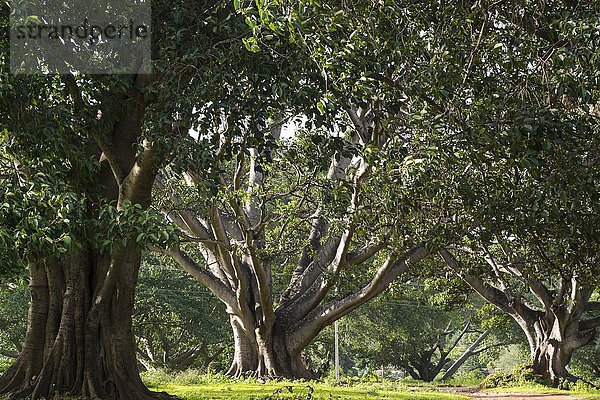 Banyanbaum  Bengalische Feige oder Banyan Feige (Ficus benghalensis)  Pindaya  Taunggyi-Division  Shan State  Myanmar  Burma  Birma  Asien