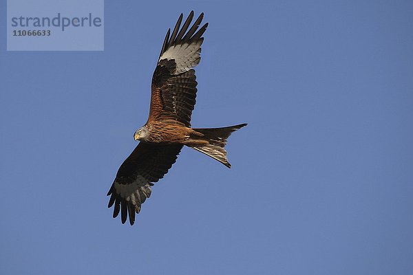 Rotmilan (Milvus milvus) im Flug  Allgäu  Bayern  Deutschland  Europa