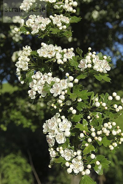 Blüten  Eingriffeliger Weißdorn (Crataegus monogyna)  Allgäu  Bayern  Deutschland  Europa