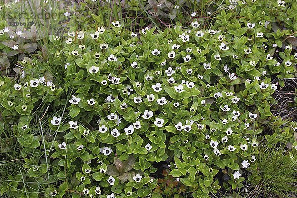 Schwedischer Hartriegel (Cornus suecica)  Blüten  Tundra  Fjäll  Nordnorwegen  Norwegen  Skandinavien  Europa