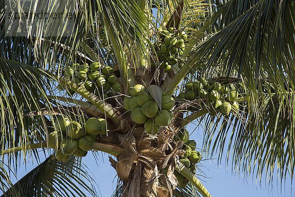 Kokosnusspalme (Cocos nucifera) mit grünen Kokosnüssen