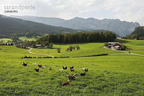 Freilaufende  glückliche Hühner auf Wiese und Bauernhof  bei Berchtesgaden  Berchtesgadener Land  Oberbayern  Bayern  Deutschland  Europa