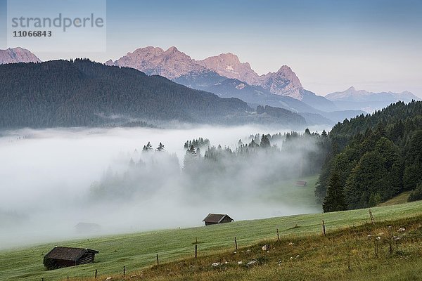 Morgennebel über Geroldsee oder Wagenbrüchsee  hinten Karwendel  Krün bei Mittenwald  Werdenfelser Land  Oberbayern  Bayern  Deutschland  Europa