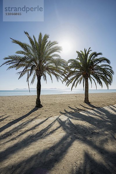 Strand mit Palmen  Can Picafort  Bucht von Alcudia  Mallorca  Balearen  Spanien  Europa