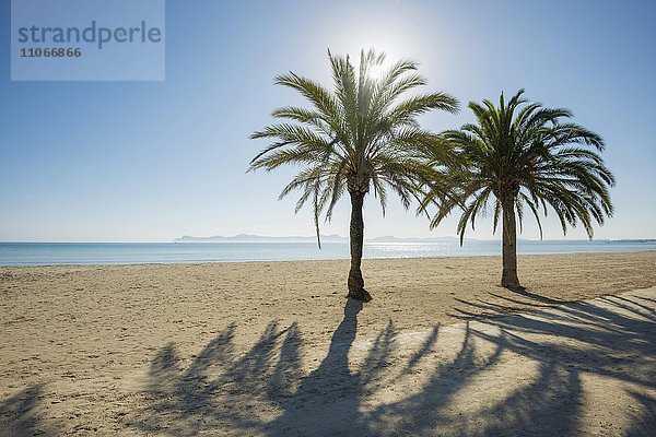 Strand mit Palmen  Can Picafort  Bucht von Alcudia  Mallorca  Balearen  Spanien  Europa