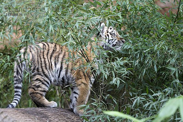 Sibirischer Tiger  Amurtiger (Panthera tigris altaica) auf Baumstamm  Jungtier  captive