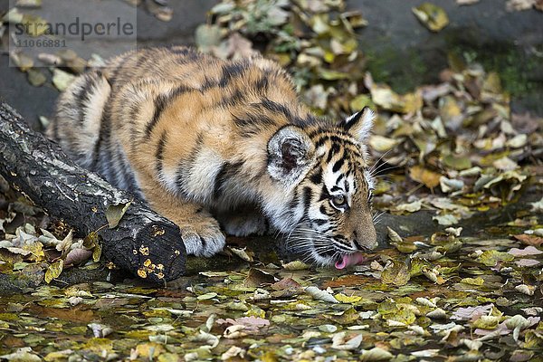 Sibirischer Tiger  Amurtiger (Panthera tigris altaica) trinkt  Jungtier  captive