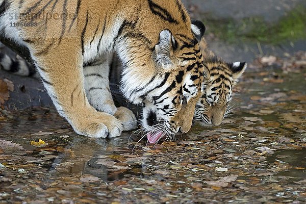Sibirischer Tiger  Amurtiger (Panthera tigris altaica)  Muttertier mit Jungtier  captive