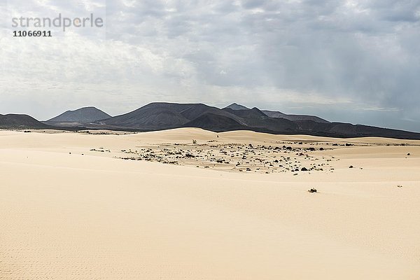 Dünen vor Vulkanbergen  Naturpark Dünen von Corralejo  Corralejo  Fuerteventura  Kanarische Inseln  Spanien  Europa