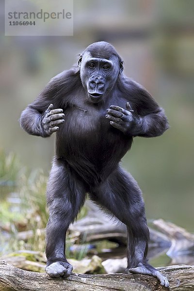 Westlicher Flachlandgorilla (Gorilla gorilla gorilla)  aufrecht stehend  trommelt auf die Brust  captive