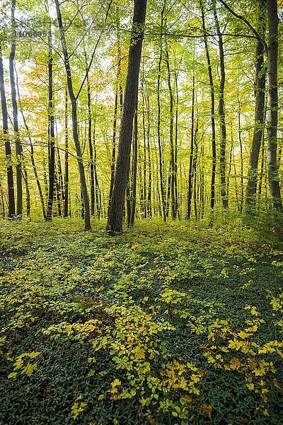 Herbstwald mit Buchen  Schwäbische Alb  Baden-Württemberg  Deutschland  Europa