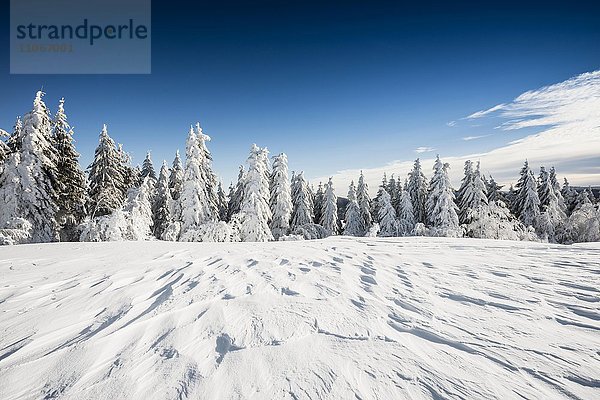 Schneebedeckte Tannen  Schneeverwehung  Schauinsland  Freiburg im Breisgau  Schwarzwald  Baden-Württemberg  Deutschland  Europa