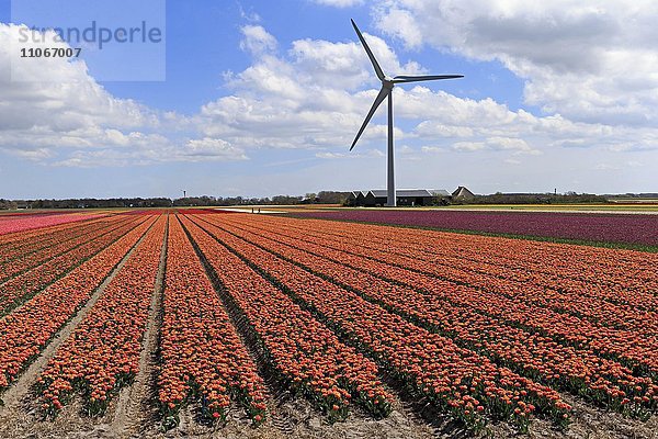 Blühendes Tulpenfeld bei Alkmaar mit Windräder  Nordholland  Holland  Niederlande  Europa