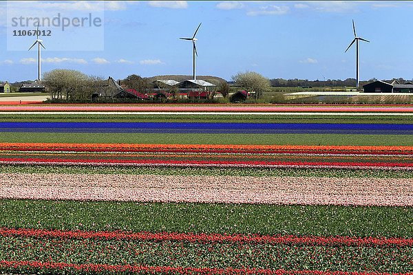 Blühende Tulpenfelder (Tulipa) mit Windrädern  bei Alkmaar  Nordholland  Holland  Niederlande  Europa