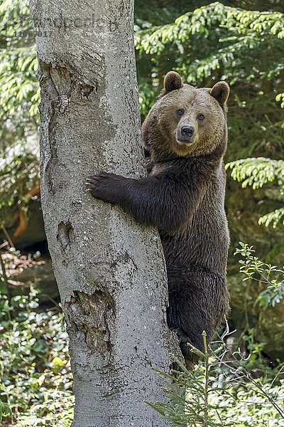 Braunbär (Ursus arctos) an einem Baum  captive  Nationalpark Bayerischer Wald  Bayern  Deutschland  Europa