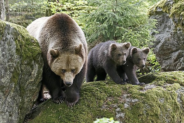 Braunbär  (Ursus arctos)  Muttertier mit Jungtieren  captive  Nationalpark Bayerischer Wald  Bayern  Deutschland  Europa