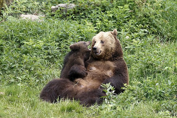 Braunbären (Ursus arctos)  Muttertier mit Jungtier beim Spielen  captive  Nationalpark Bayerischer Wald  Bayern  Deutschland  Europa