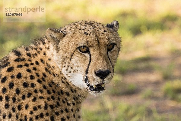 Gepard (Acinonyx jubatus)  Portrait  Emdoneni Cheetah Project  Hluhluwe  Südafrika