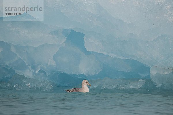 Nordatlantischer Eissturmvogel (Fulmarus glacialis)  schwimmend bei der Nahrungssuche vor einem Eisberg  Svalbard  Spitzbergen  Norwegen  Europa