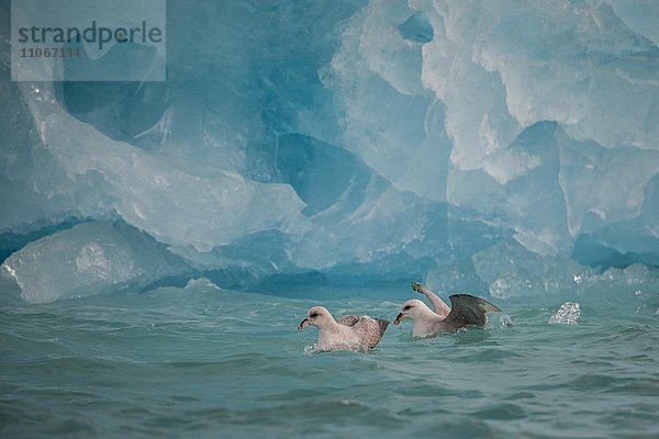 Nordatlantische Eissturmvögel (Fulmarus glacialis)  schwimmend bei der Nahrungssuche vor einem Eisberg  Svalbard  Spitzbergen  Norwegen  Europa