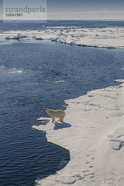 Eisbär oder Polarbär (Ursus maritimus)  Packeisgrenze  Spitzbergen  Norwegen  Europa