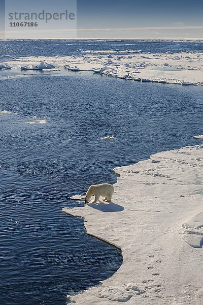 Eisbär oder Polarbär (Ursus maritimus) trinkt  Packeisgrenze  Spitzbergen  Norwegen  Europa
