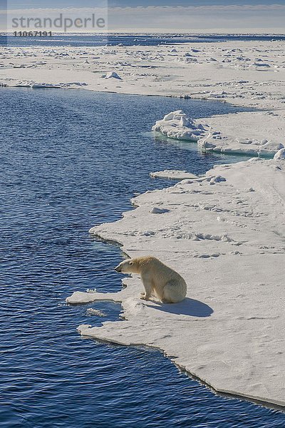 Eisbär oder Polarbär (Ursus maritimus)  Packeisgrenze  Spitzbergen  Norwegen  Europa