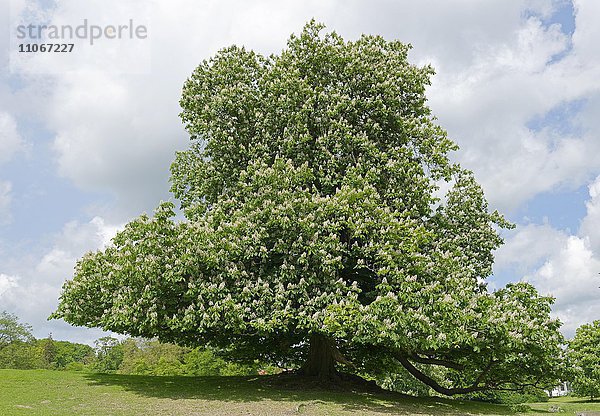 Blühender alter Kastanienbaum  Rosskastanie (Aesculus hippocastanum)  alter Baumbestand im Schlosspark  Putbus  Insel Rügen  Mecklenburg-Vorpommern  Deutschland  Europa