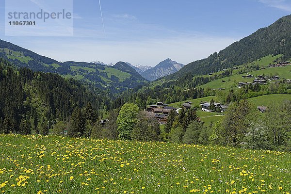 Frühlingswiesen bei Alpbach im Alpbachtal  Tirol  Österreich  Europa