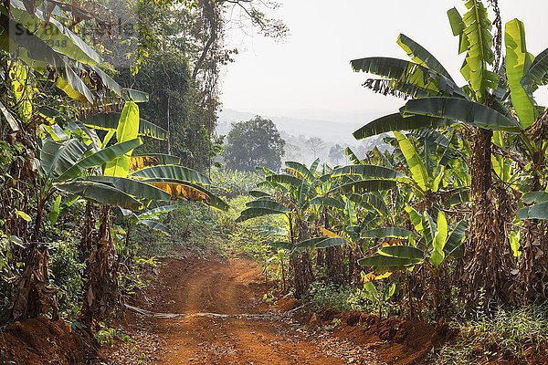Straße durch Bananenstauden  Tropischer Regenwald bei Senmonorom  Sen Monorom  Provinz Mondulkiri  Kambodscha  Asien