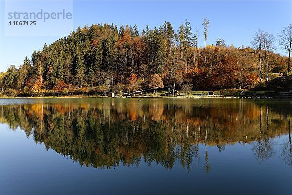 Luegsteinsee  sich spiegelnde Bäume mit Herbstfärbung  Oberaudorf  Oberbayern  Bayern  Deutschland  Europa