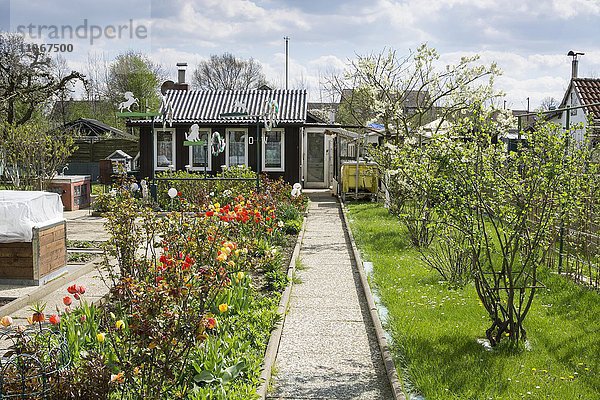 Schrebergarten im Frühling  Kleingartenanlage  Stadtteil Methler  Kamen  Ruhrgebiet  Nordrhein-Westfalen  Deutschland  Europa