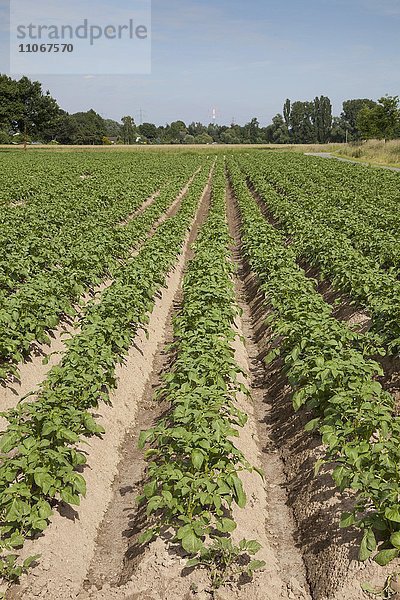 Kartoffelpflanzen (Solanum tuberosum)  Kartoffelfeld  Nordrhein-Westfalen  Deutschland  Europa