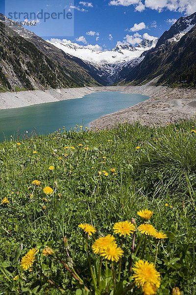 Schlegeisstausee  Speicher Schlegeis  hinten Gletscher Schlegeiskees mit Hochfeiler  Zillertaler Alpen  Zillertal  Tirol  Österreich  Europa
